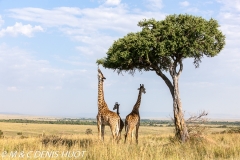 girafe Masai / Masai giraffe