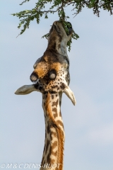 girafe Masai / Masai giraffe