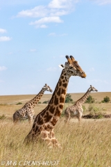 girafe Masai / Masai giraffe