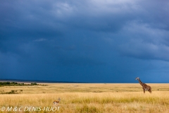 girafe Masai / Masai giraffe