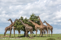 girafe Masai / Masai giraffe