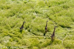 girafe Masai / Masai giraffe