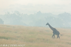 girafe Masai / Masai giraffe