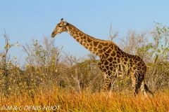 Girafe du Sud / Southern giraffe