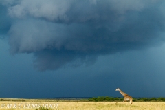 girafe Masai / Masai giraffe