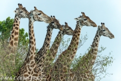 girafe Masai / Masai giraffe