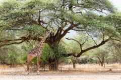 girafe Masai / Masai giraffe