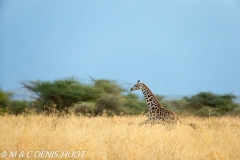 girafe Masai / Masai giraffe