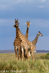 girafe Masai / Masai giraffe