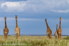 girafe Masai / Masai giraffe