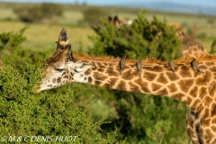 girafe Masai / Masai giraffe