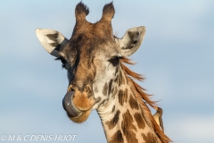 girafe Masai / Masai giraffe