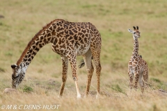 girafe Masai / Masai giraffe