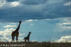 girafe Masai / Masai giraffe