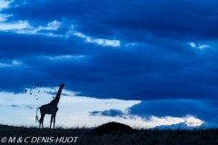 girafe Masai / Masai giraffe