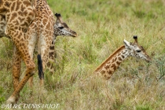 girafe Masai / Masai giraffe