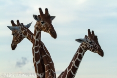 girafe réticulée / reticulated giraffe