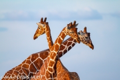 girafe réticulée / reticulated giraffe