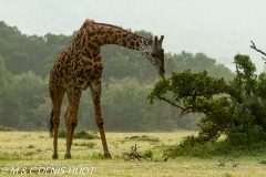 girafe Masai / Masai giraffe