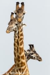 girafe Masai / Masai giraffe