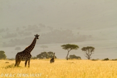 girafe Masai / Masai giraffe