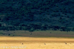 girafe Masai / Masai giraffe