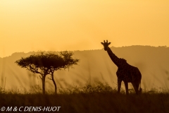 girafe Masai / Masai giraffe