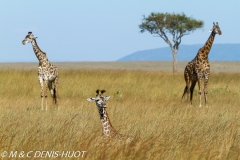 girafe Masai / Masai giraffe