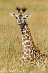 girafe Masai / Masai giraffe