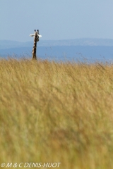 girafe Masai / Masai giraffe