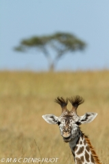 girafe Masai / Masai giraffe