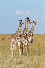 girafe Masai / Masai giraffe