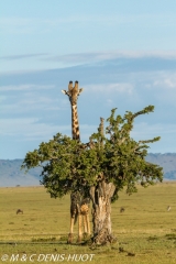 girafe Masai / Masai giraffe