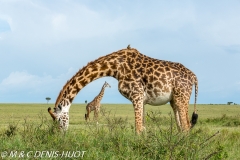 girafe Masai / Masai giraffe