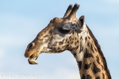 girafe Masai / Masai giraffe