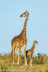 girafe Masai / Masai giraffe