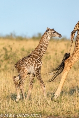 girafe Masai / Masai giraffe