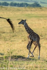 girafe Masai / Masai giraffe