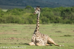 girafe Masai / Masai giraffe