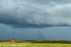 girafe Masai / Masai giraffe