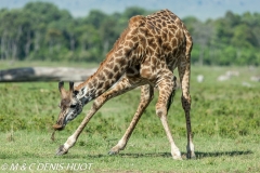 girafe Masai / Masai giraffe