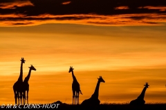 girafe Masai / Masai giraffe