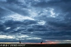 girafe Masai / Masai giraffe