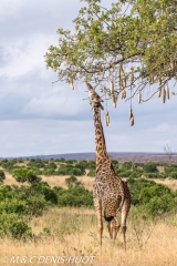 girafe Masai / Masai giraffe