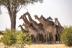 Girafe du Sud / Southern giraffe