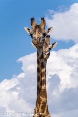 girafe Masai / Masai giraffe