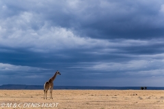 girafe Masai / Masai giraffe