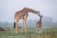 girafe Masai / Masai giraffe