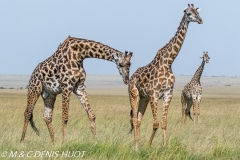 girafe Masai / Masai giraffe