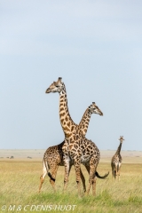 girafe Masai / Masai giraffe